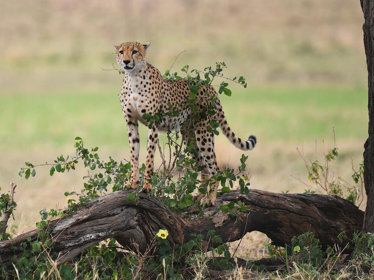 One Nature Nyaruswiga Serengeti Banagi Luaran gambar